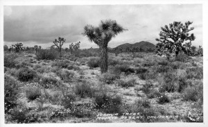 Joshua Trees, Mojave Desert, California 1927 (1)   